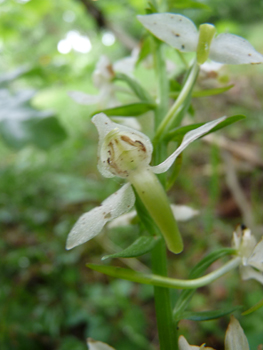 Fleurs inodores, de couleur verdâtres ou jaune clair. Agrandir dans une nouvelle fenêtre (ou onglet)